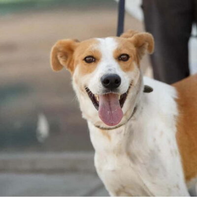 Skiathos: Dog Shelter Visit, Hike & Cooking Class with Lunch