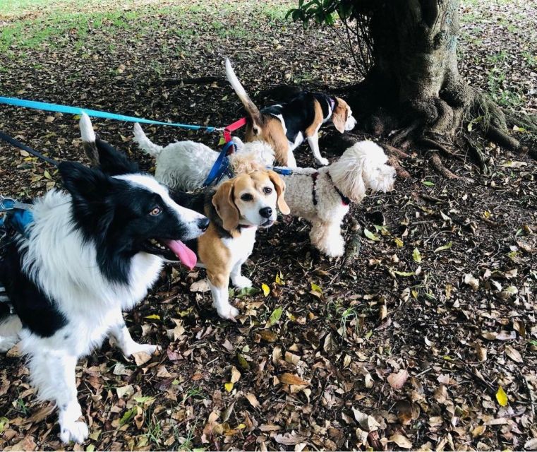 Skiathos: Dog Shelter Visit, Hike & Cooking Class with Lunch - Transport and timing details that matter