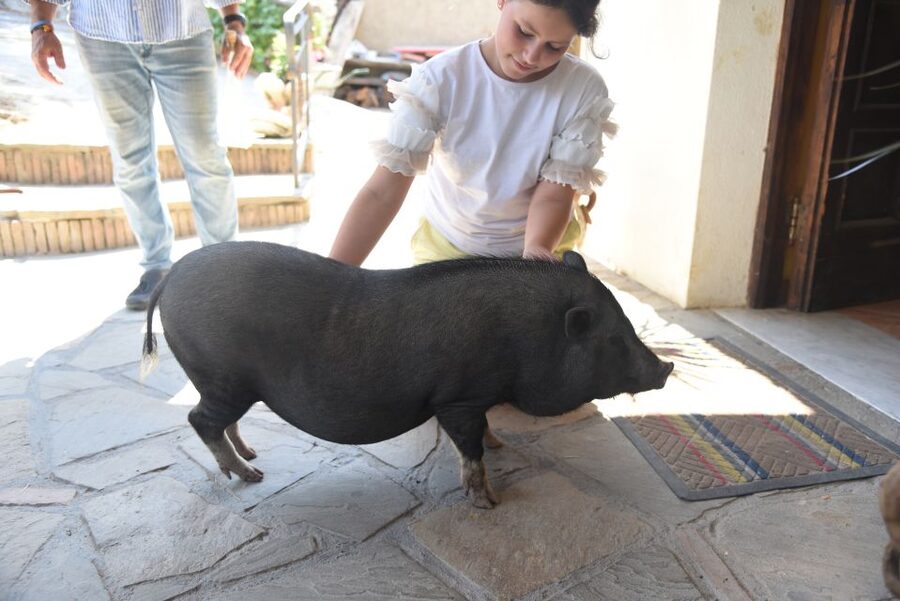 Sorrento: Farm Tour with Cheese Tasting & Pizza Making Class - Walking through crops, animals, and farm work