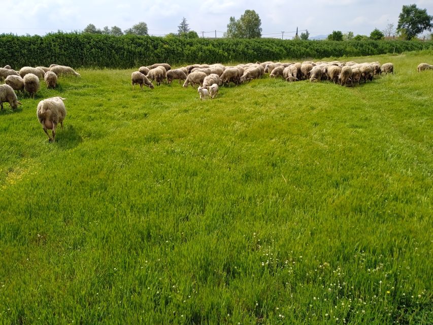 Thessaloniki:Greek Cooking Class and Meal at a Farm A - Why the family welcome matters