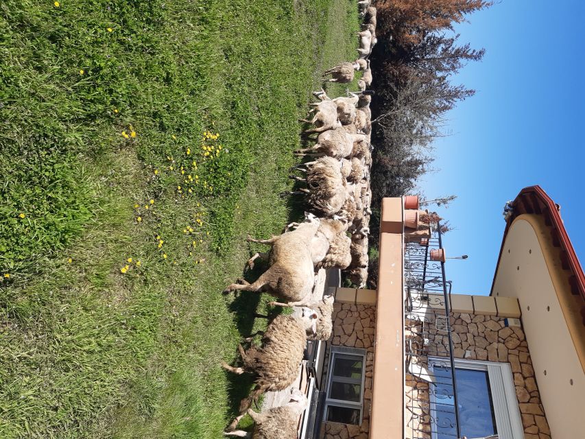 Thessaloniki:Greek Cooking Class and Meal at a Farm A - Food needs and menu flexibility