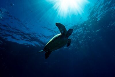 Try Scuba Diving at Cook Island – Guided Ocean Dive with Turtles