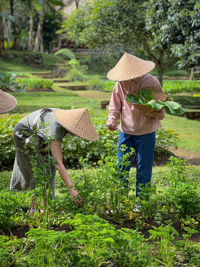 Ubud: Organic Farm Harvest, Bali Cooking Class by Pemulan - A Meal You Helped Build