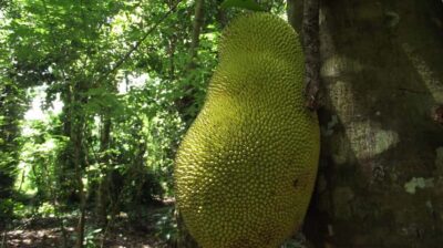 Zanzibar: Spice Farm Tour with Traditional Cooking Lesson