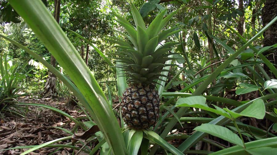 Zanzibar: Spice Farm Tour with Traditional Cooking Lesson - Cassava leaves, coconut milk, and the cooking lesson